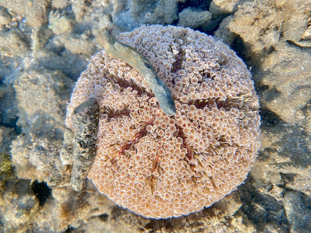 morski jež zanimljivosti