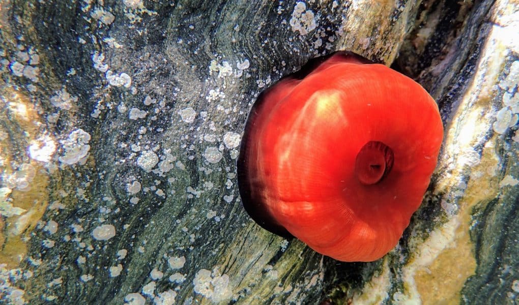 crvena moruzgva