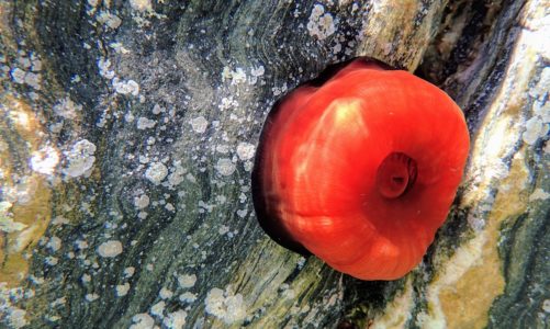 Što je zapravo crvena moruzgva? (7 pitanja i odgovora)