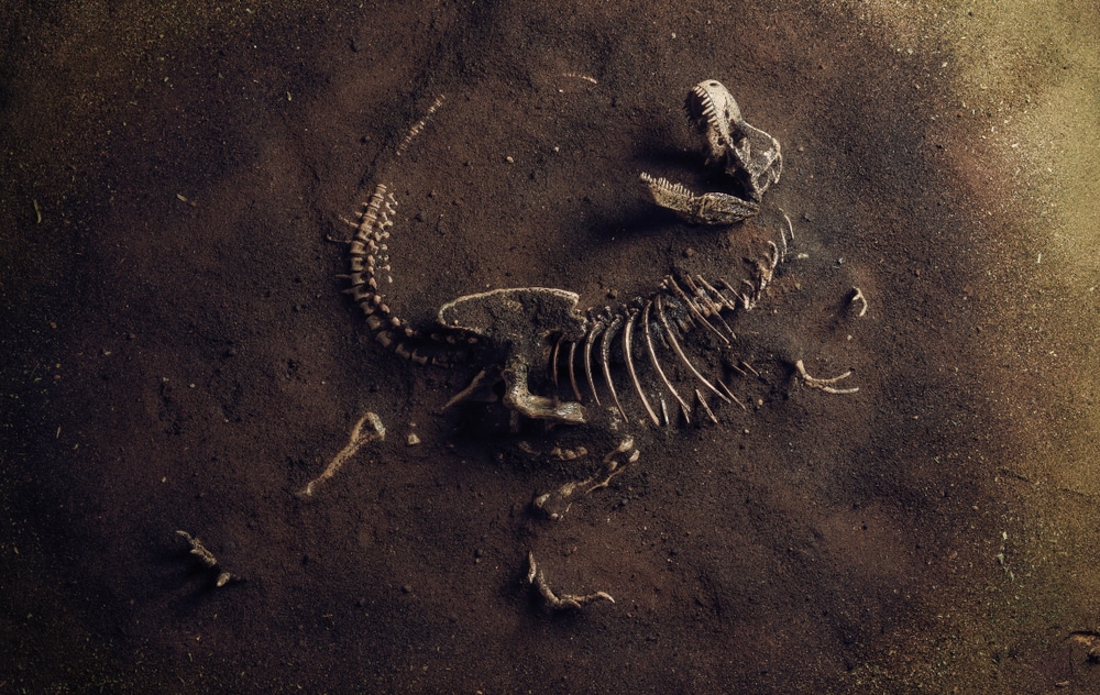 fosili