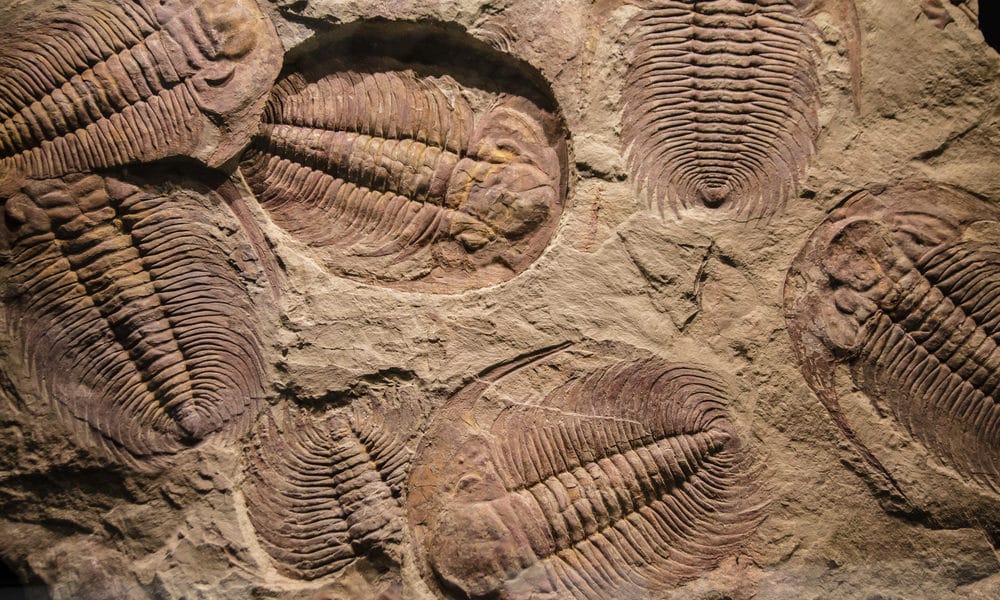 Što su fosili i postoje li i danas? (10 nalazišta)