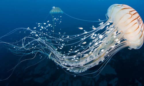 Po čemu su meduze posebne? Evo 14 zanimljivosti