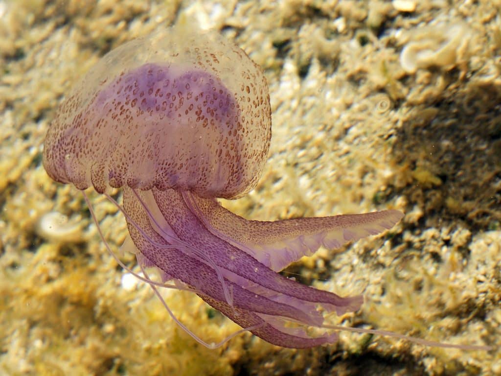 meduze u moru