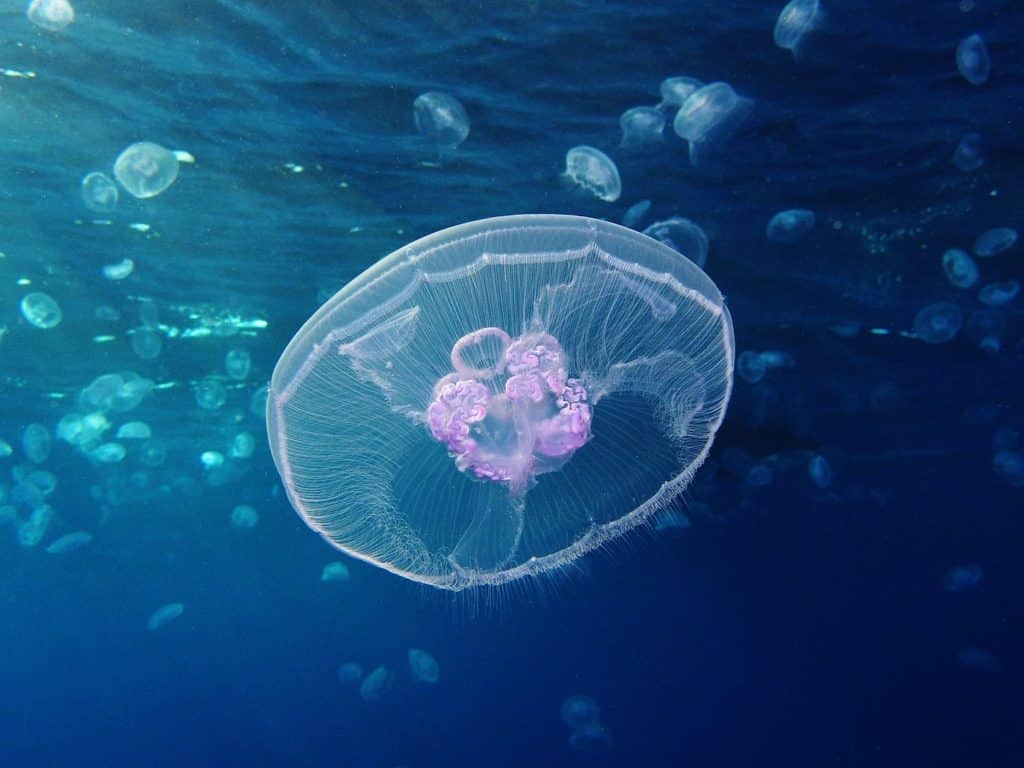 meduze u jadranu