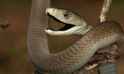 Mamba: 6 zanimljivosti o “drvnoj zmiji”