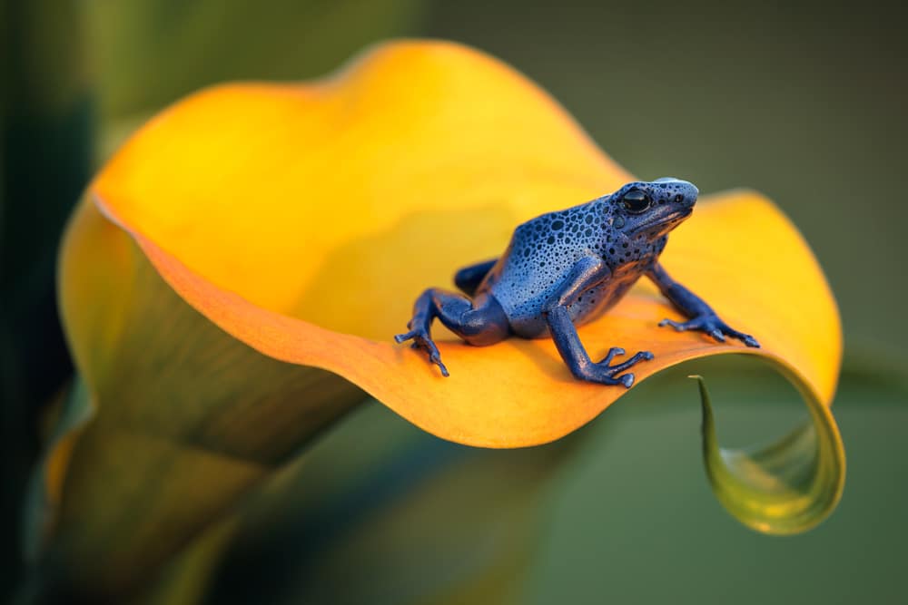 plava otrovna žaba