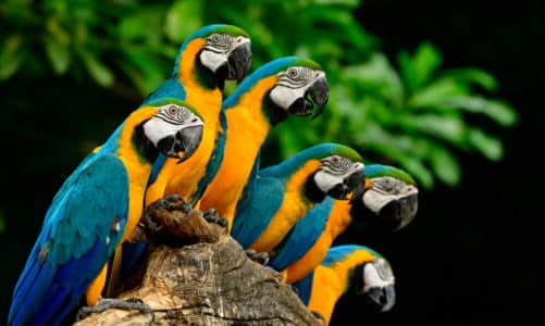 Papige kao kućni ljubimci? (10 vrsta)