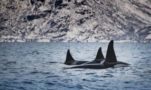 Orka: 12 zanimljivosti o morskom sisavcu