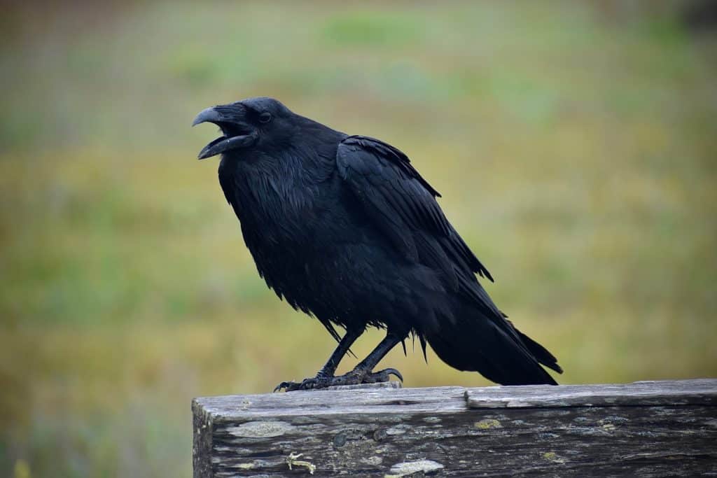 crna vrana otvorenih usta