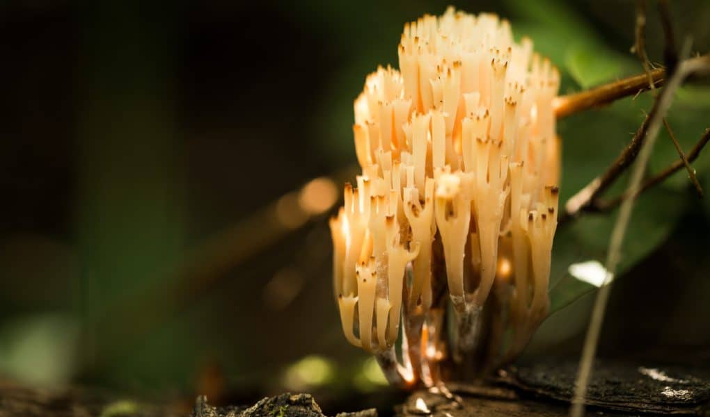 Koja je razlika između plijesni i klasičnih gljiva