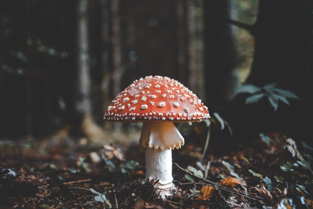 otrovne gljive, otrovne gljive u hrvatskoj, plijesni i obične gljive, ima li plijesni u šumi, gdje raste plijesan, plijesan u podrumu
