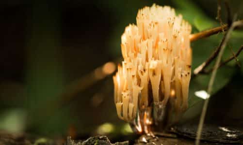 Koja je razlika između plijesni i klasičnih gljiva? (Top 5)