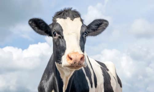 Koliko dugo žive krave? 7 stvari koje niste znali o kravama