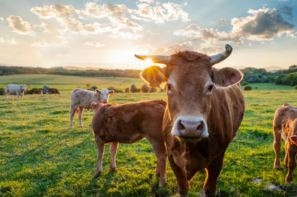 činjenice o kravama, činjenice o kravi, kravlje mlijeko, jesu li krave mirne životinje