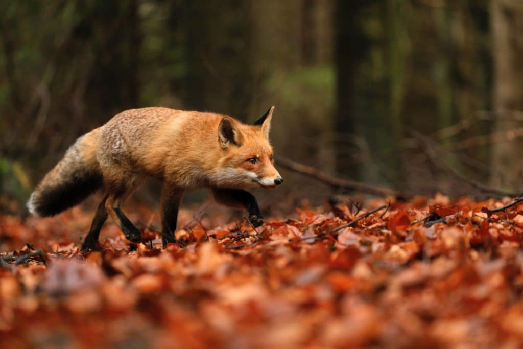 lisica u divljini, kakve su lisice kao ljubimci, može li lisica biti kućni ljubimac