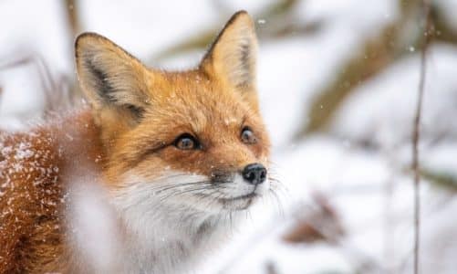 Mogu li lisice biti ljubimci? 8 važnih pitanja i odgovora