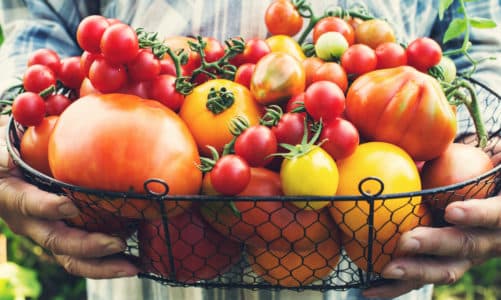 Najbolje sorte rajčice za sadnju na otvorenom (Top 16)