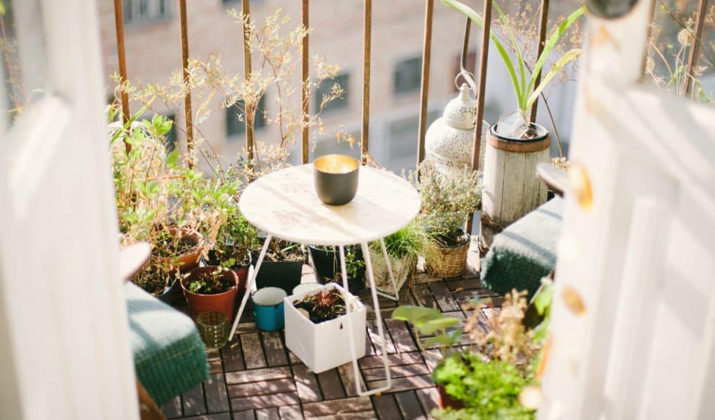 Uzgoj ljekovitog bilja na balkonu (6 najboljih biljaka)