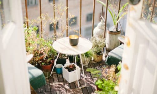 Uzgoj ljekovitog bilja na balkonu (6 najboljih biljaka)