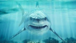 Zanimljivosti o morskim psima: 15 najboljih