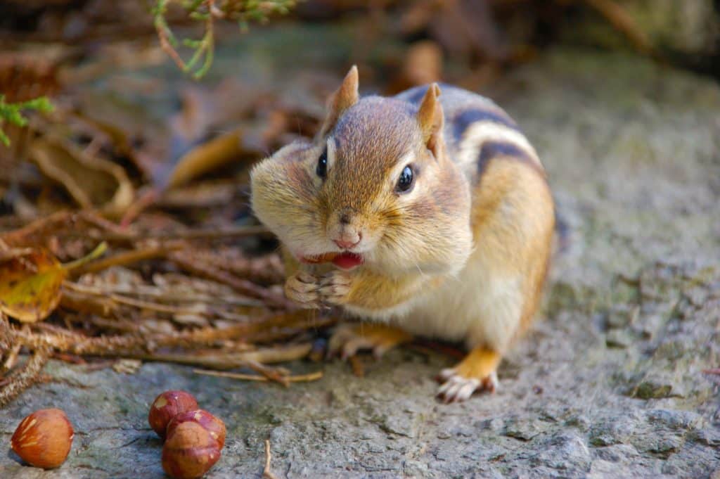 prehrana vjeverica, hrana vjeverica, što jedu vjeverice, što jede vjeverica, vjeverica, vjeverice, vjevericama