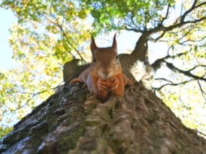 Što vjeverica jede