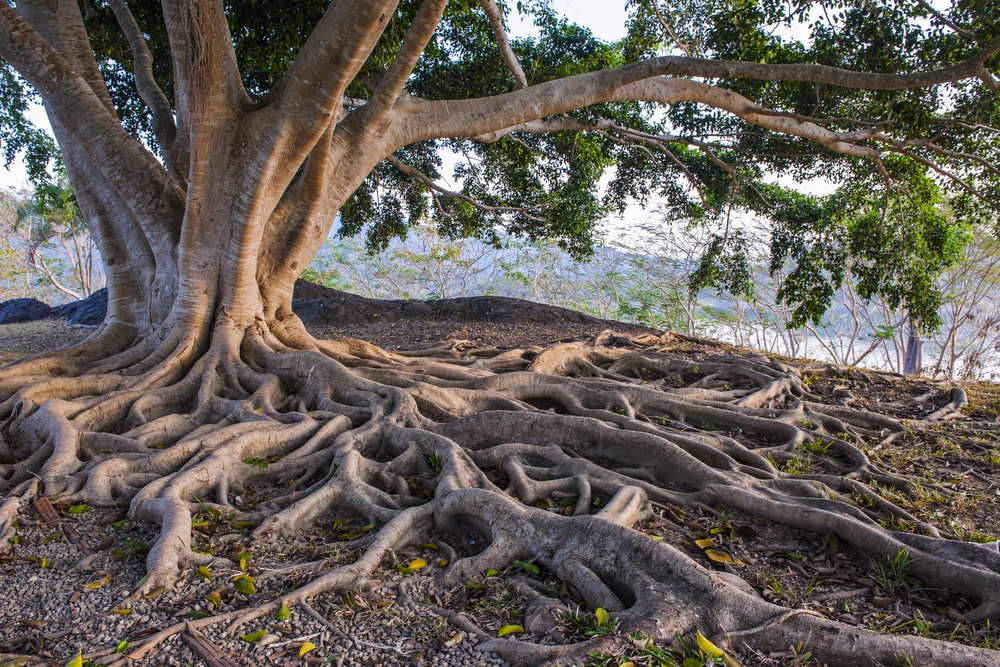 kako drveće komunicira vibracijama korijena