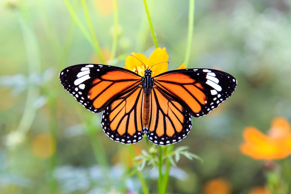 monarh leptiri su migratorska vrsta
