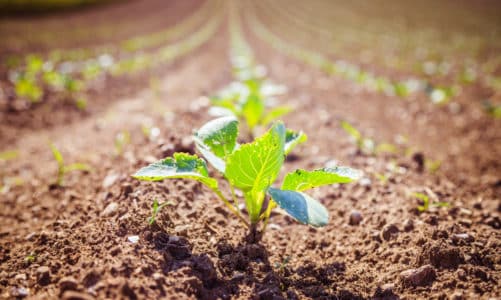 Što je biodinamička poljoprivreda? 5 ključnih principa