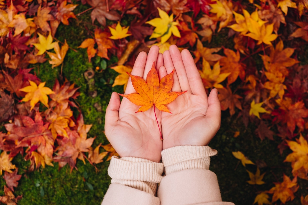 ekološki značaj pitanja zašto lišće mijenja boju u jesen