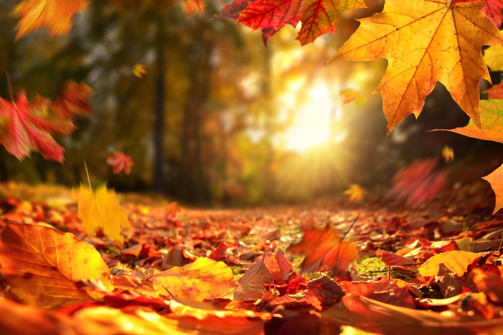 kakve veze ima fotosinteza s pitanjem zašto lišće mijenja boju u jesen