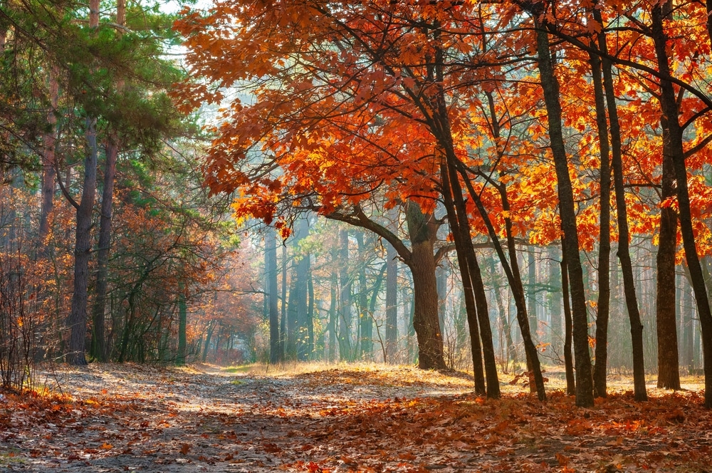 odgovor na pitanje zašto lišće mijenja boju u jesen