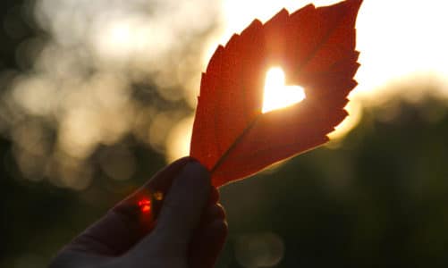 Zašto lišće mijenja boju u jesen? 5 koraka do objašnjenja