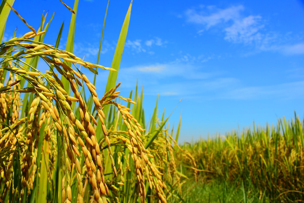 biogorivo iz riže ima visok potencijal
