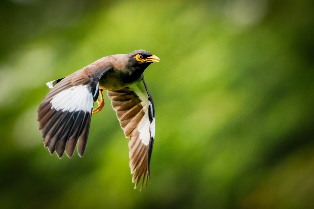 invazivne vrste ptica poput smeđe mine mogu ugroziti autohtone populacije ptica