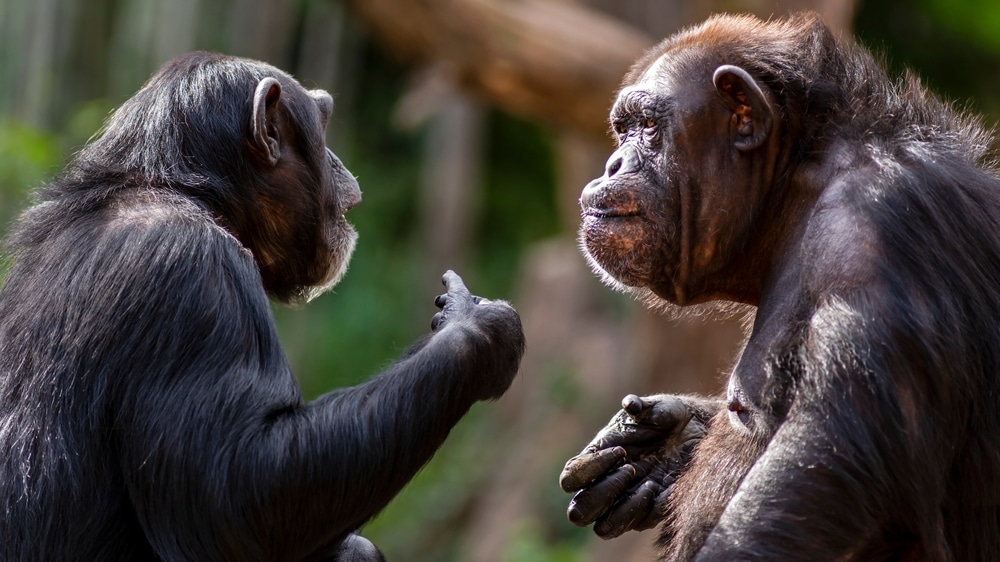 najpametnije životinje poput čimpanzi imaju razvijene sustave komunikacije