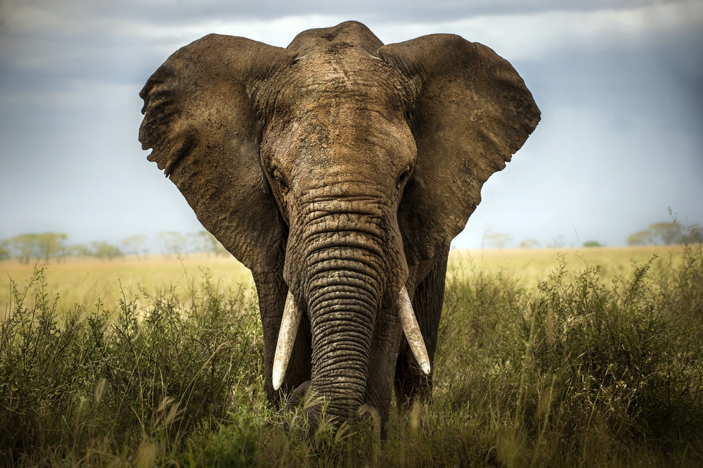 svima je već poznato da se slonovi ubrajaju u najpametnije životinje