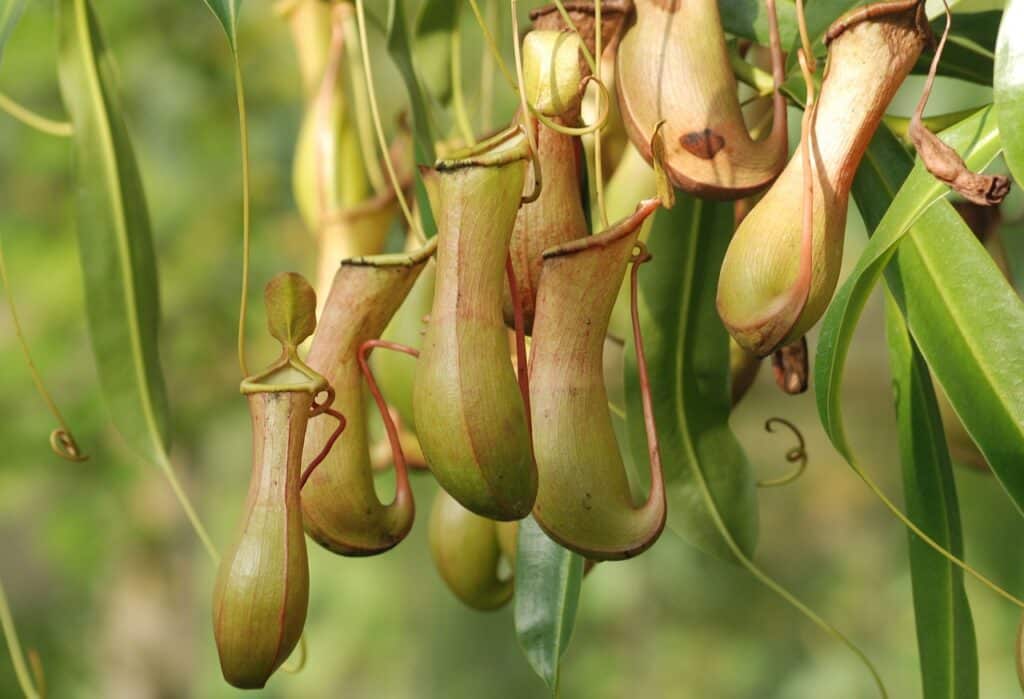 nepenthes su poznate biljke mesožderke impozantnog izgleda