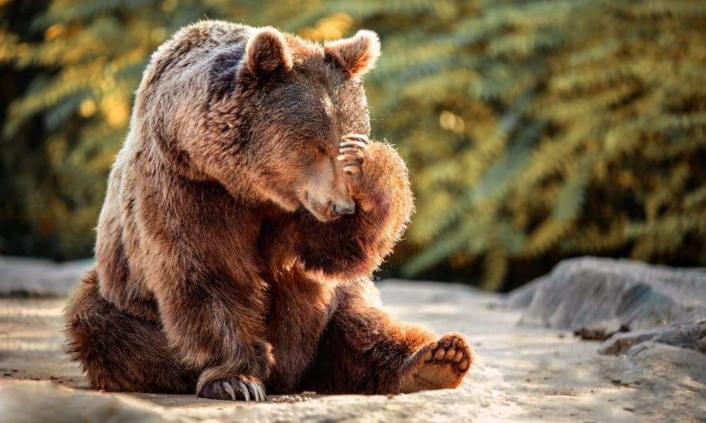 Top 10 zanimljivosti o medvjedima
