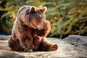 Top 10 zanimljivosti o medvjedima