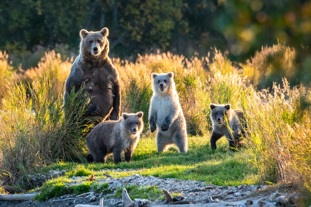 zanimljivosti o medvjedima mogu potaknuti ljude na veće napore u očuvanju populacija