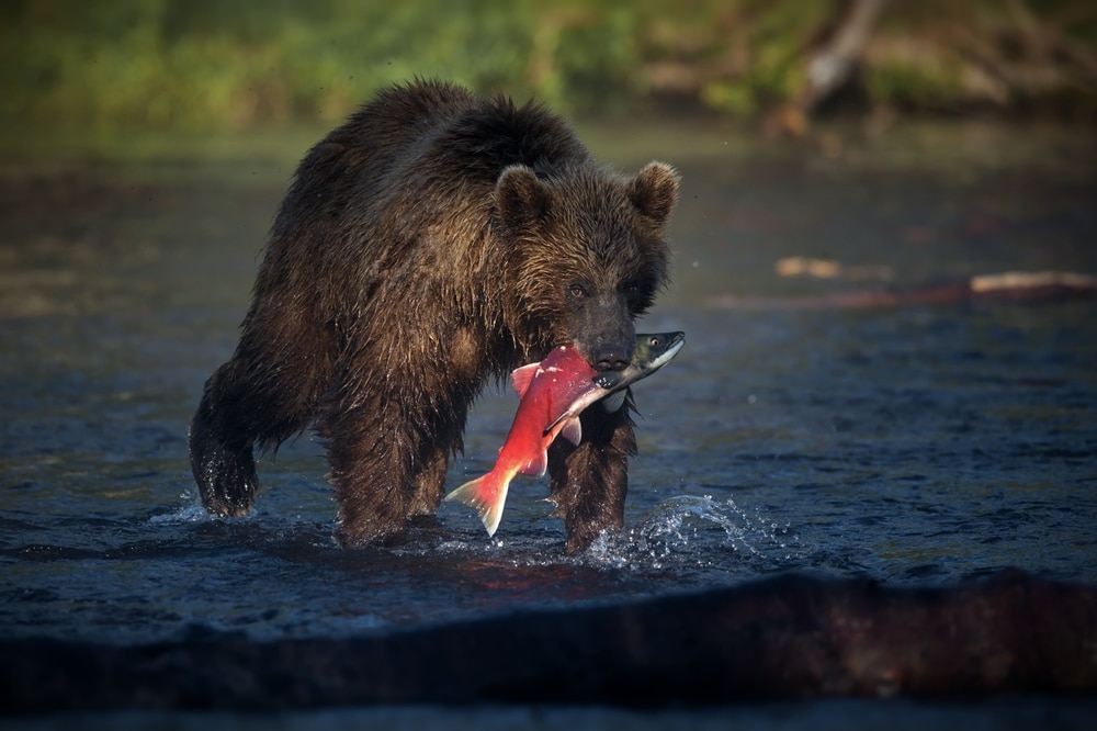 zanimljivosti o medvjedima uključuju i njihovu narav svejeda, i umijeće lova