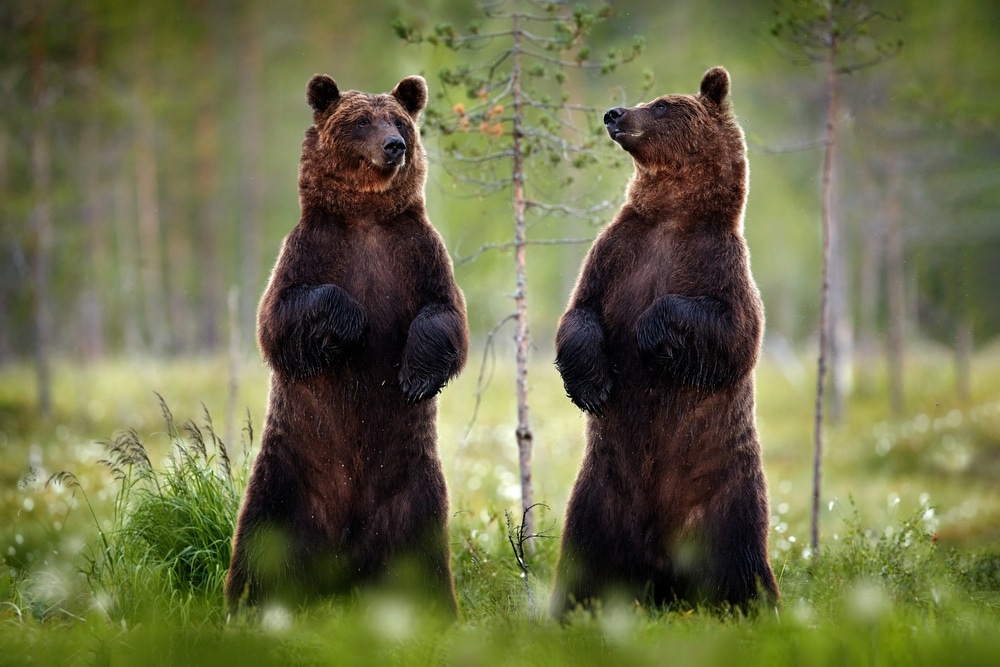 zanimljivosti o medvjedima su mnogobrojne
