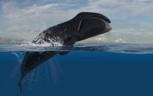 Grenlandski glatki kit je odgovor na pitanje koja životinja najduže živi