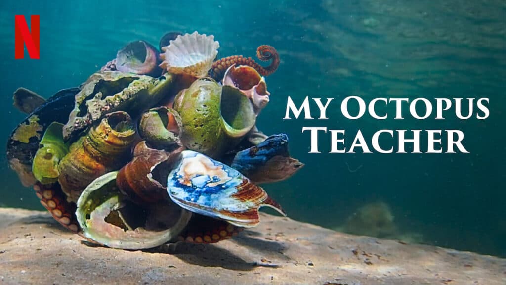 dokumentarci o prirodi poput my octopus teacher ukazuju na čudesne mogućnosti komunikacije sa životinjama