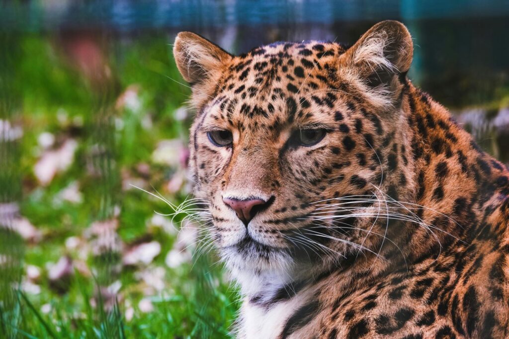 amurski leopard