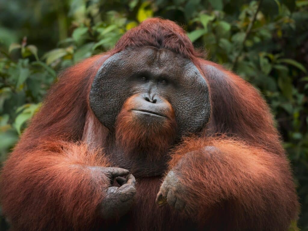 sumatranski orangutan