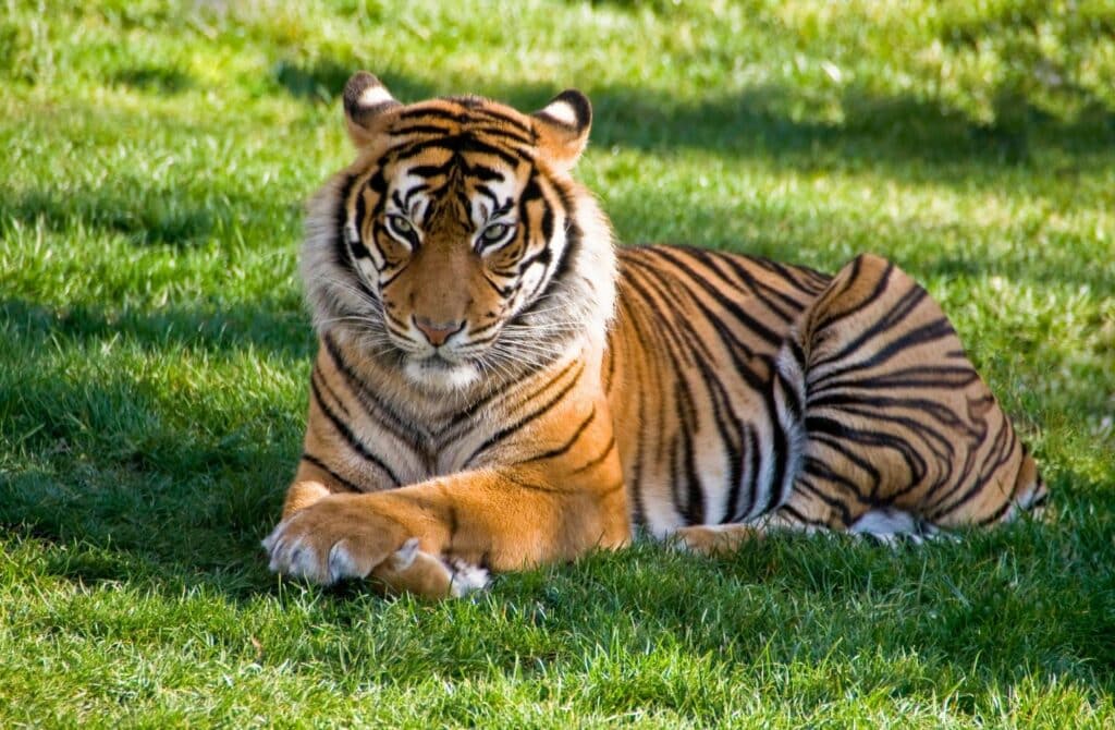 sumatranski tigar