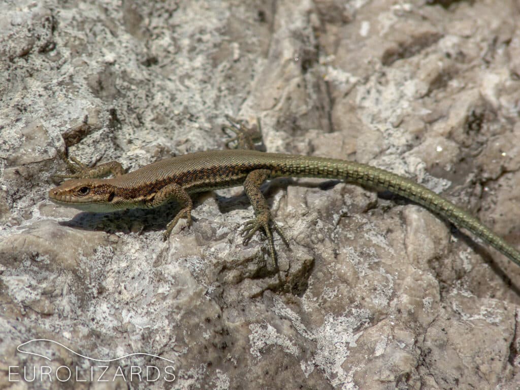 Velebitska gušterica, endemični gušteri u Hrvatskoj, živi na Velebitu.