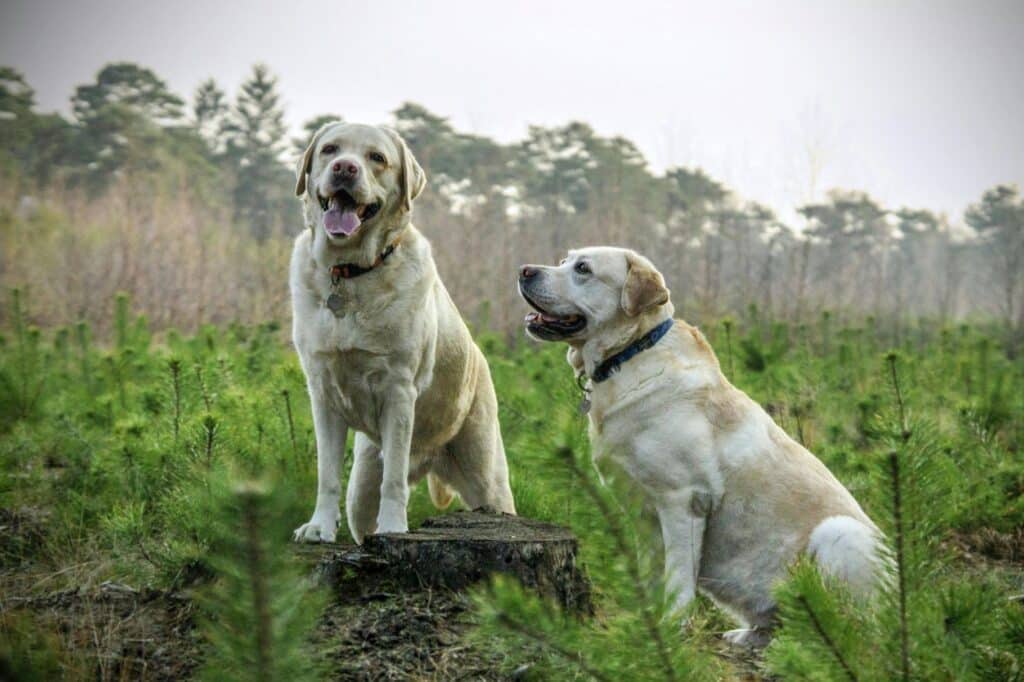 Labrador retriver je poznat po svojoj prijateljskoj naravi i odanosti ljudima.